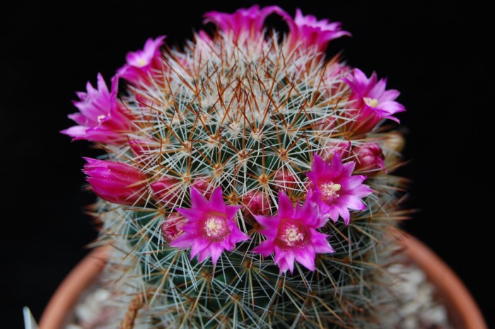 Mammillaria virginis FO 63