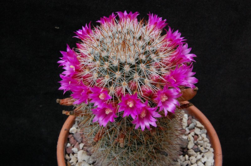 Mammillaria virginis FO 63