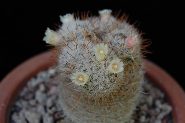 Mammillaria viescensis 