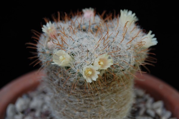 Mammillaria viescensis 