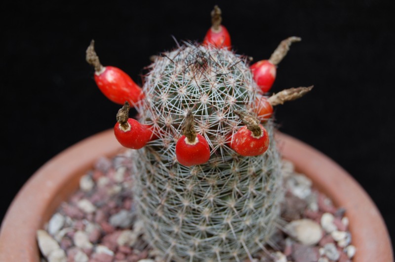 Mammillaria alamensis WM 8360