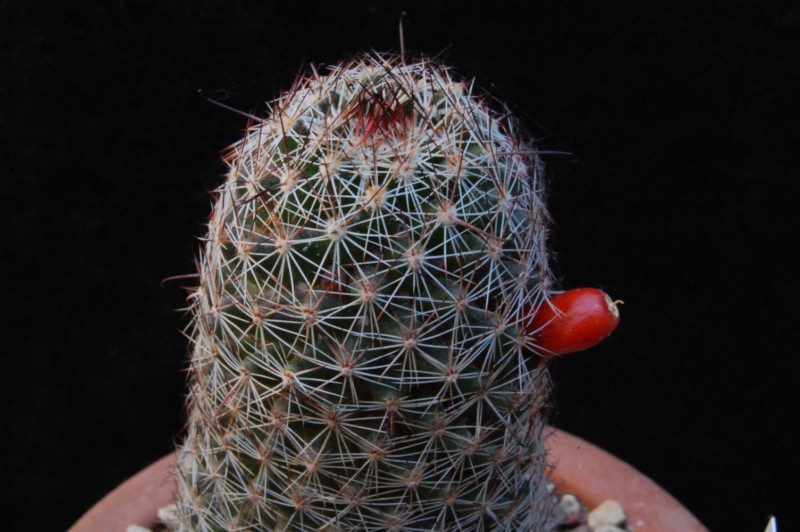 Mammillaria alamensis WM 8360