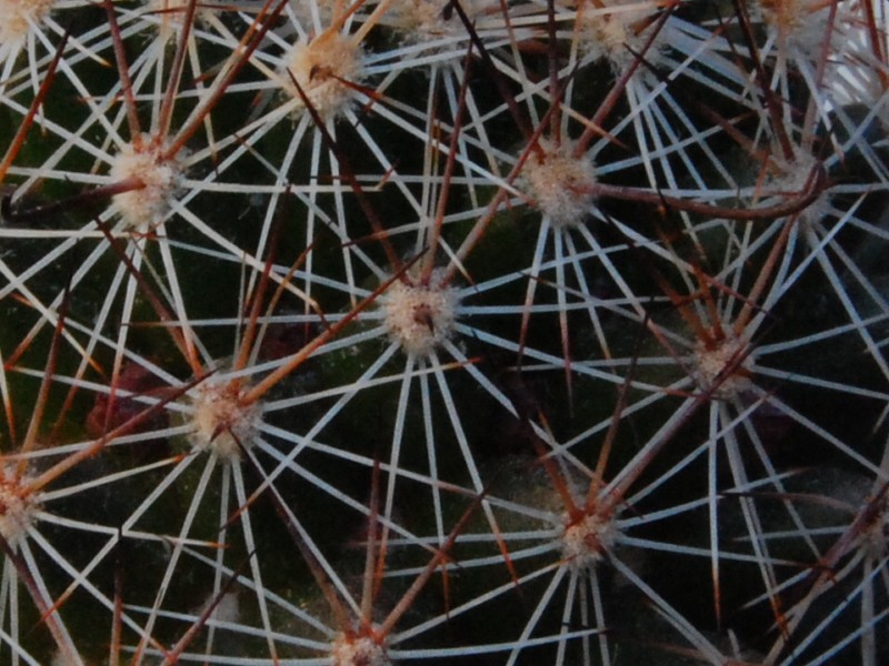 Mammillaria alamensis WM 8360