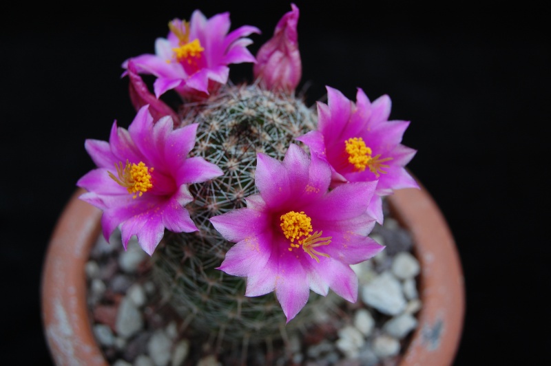 Mammillaria alamensis WM 8360