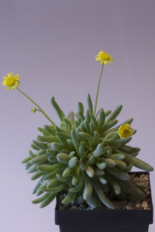 othonna clavifolia