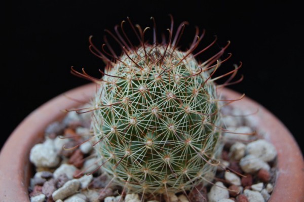 Mammillaria gueldemanniana 