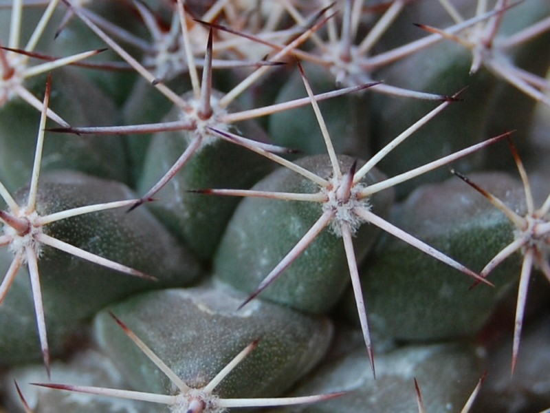 Mammillaria pacifica LAU 49