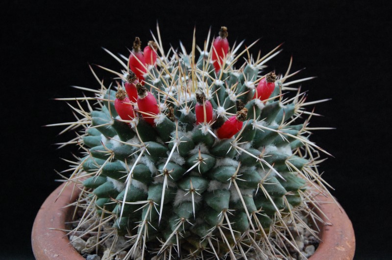 Mammillaria rioverdense REP 1133