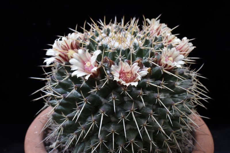 Mammillaria rioverdense REP 1133