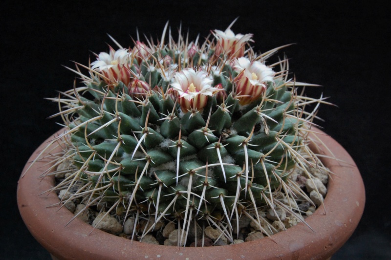 Mammillaria rioverdense REP 1133