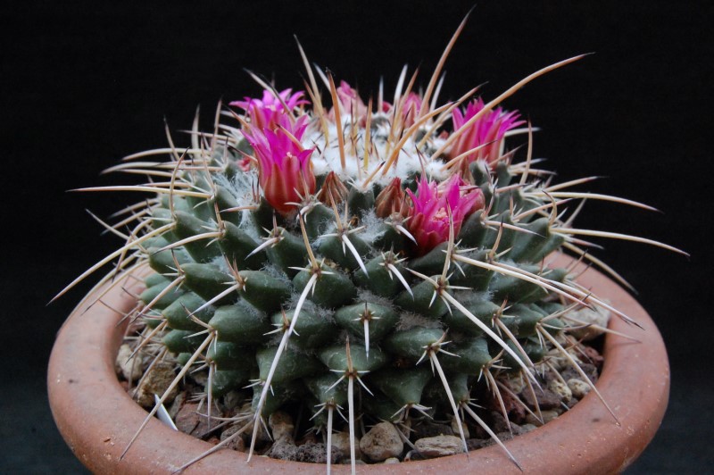 Mammillaria rioverdense REP 1133