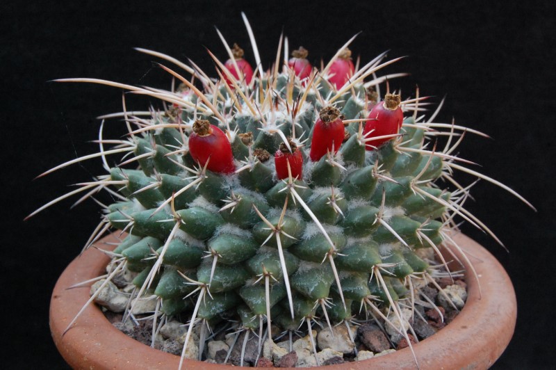 Mammillaria rioverdense REP 1133