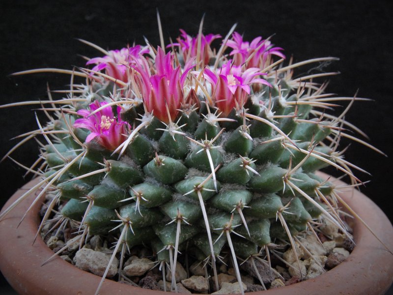 Mammillaria rioverdense REP 1123