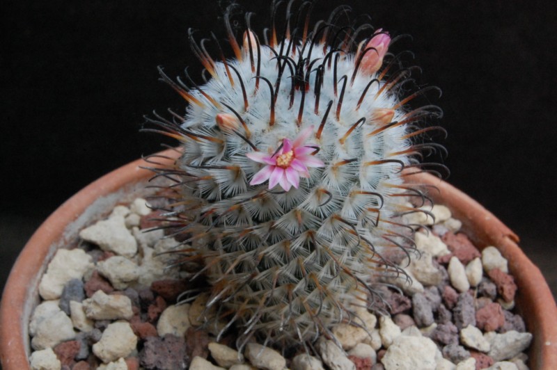 Mammillaria perezdelarosae 