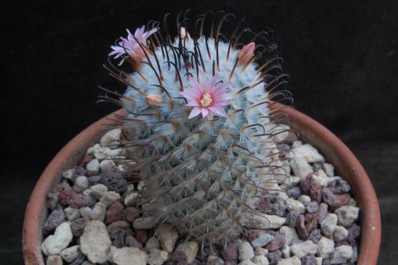 Mammillaria perezdelarosae 