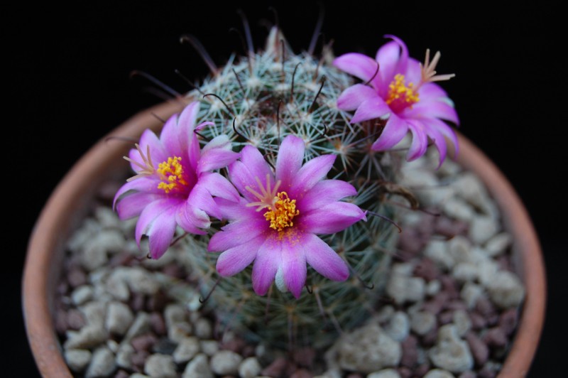 Mammillaria gueldemanniana 