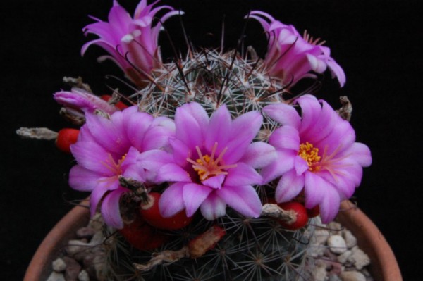 Mammillaria gueldemanniana 