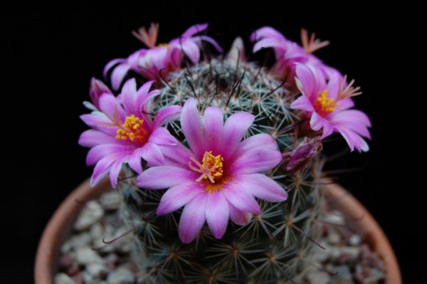 Mammillaria gueldemanniana 