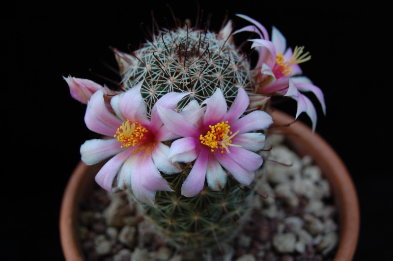 Mammillaria gueldemanniana 