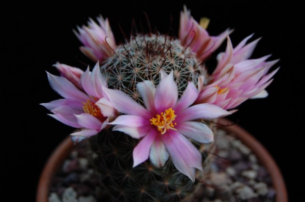 Mammillaria gueldemanniana 