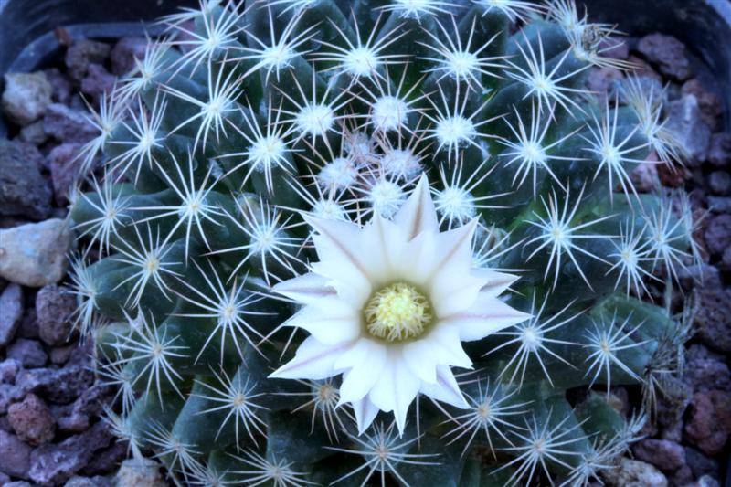 Mammillaria coahuilensis 