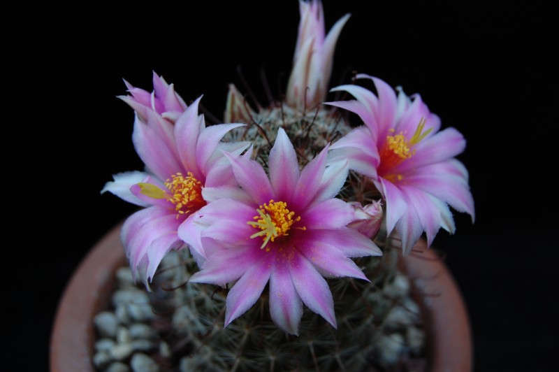 Mammillaria gueldemanniana 