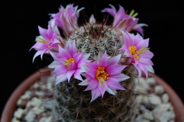 Mammillaria gueldemanniana 