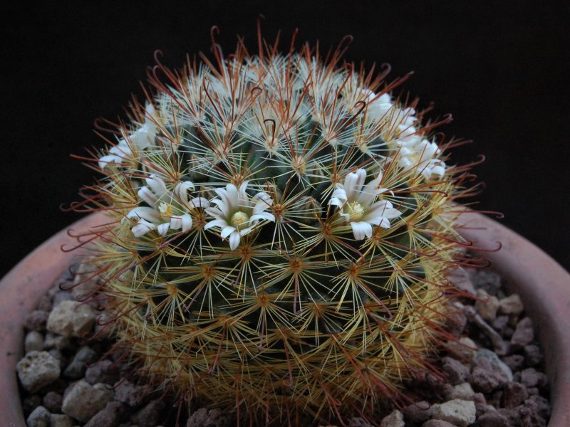 Mammillaria jaliscana ssp. zacatecasensis SB 342