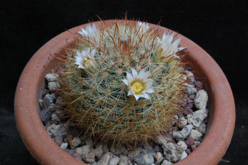 Mammillaria jaliscana ssp. zacatecasensis SB 342