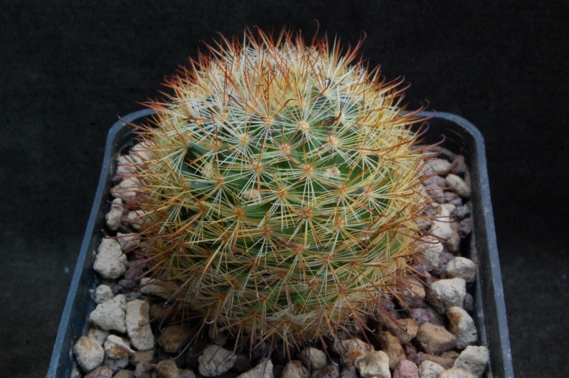 Mammillaria jaliscana ssp. zacatecasensis SB 342