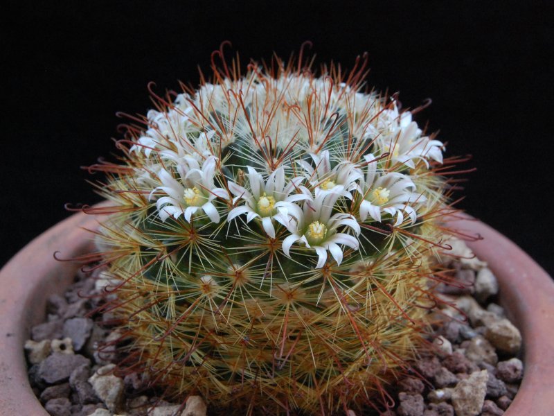 mammillaria jaliscana ssp. zacatecasensis