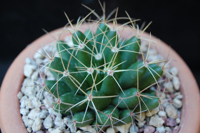 Mammillaria uberiformis REP 1000