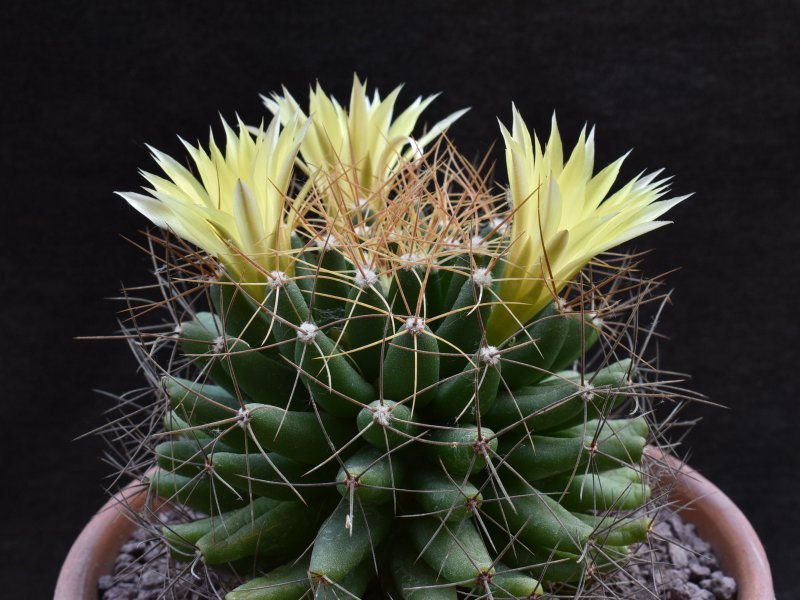 Mammillaria uberiformis REP 1000