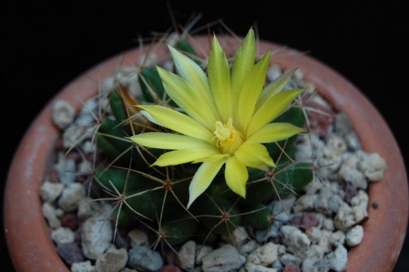 Mammillaria uberiformis REP 1000