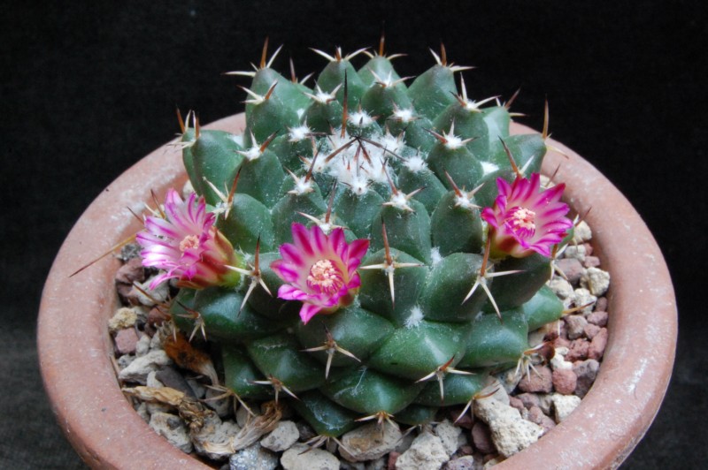 Mammillaria zuccariniana 