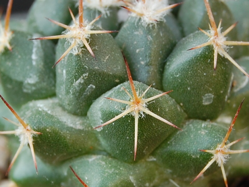 Mammillaria zuccariniana 