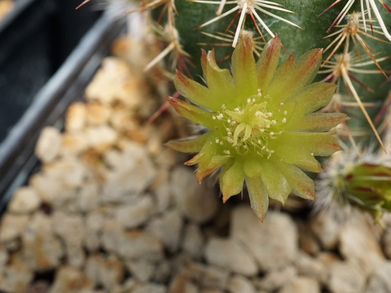 Echinocereus viridiflorus 