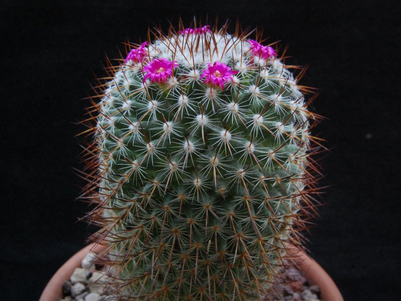 Mammillaria wiesingeri ssp. apamensis REP 910