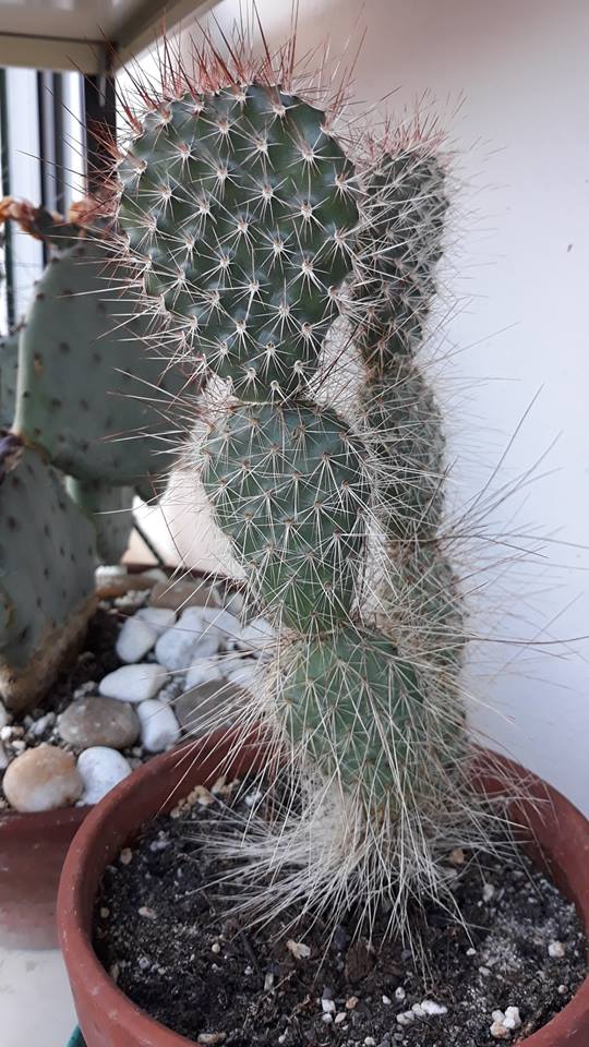 Opuntia  