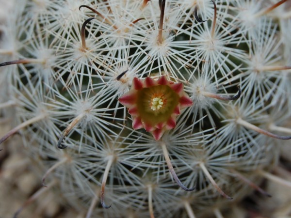 Mammillaria stella-de-tacubaya 