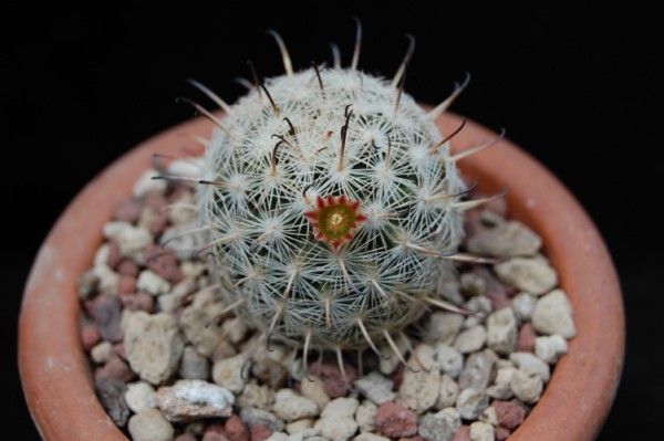 Mammillaria stella-de-tacubaya 