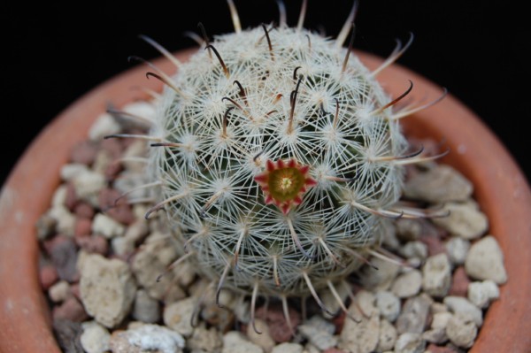 Mammillaria stella-de-tacubaya SB 1161