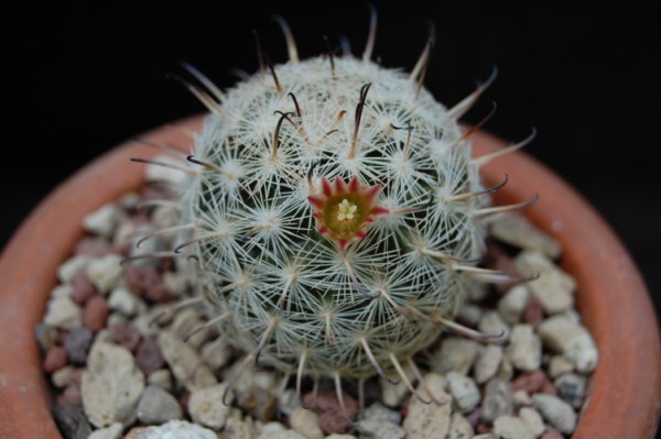 Mammillaria stella-de-tacubaya 