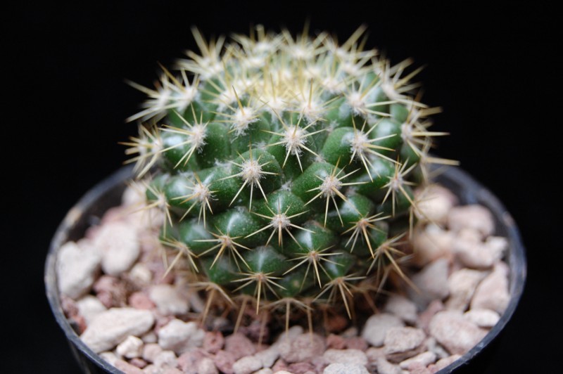 Mammillaria lindsayi ROG 676