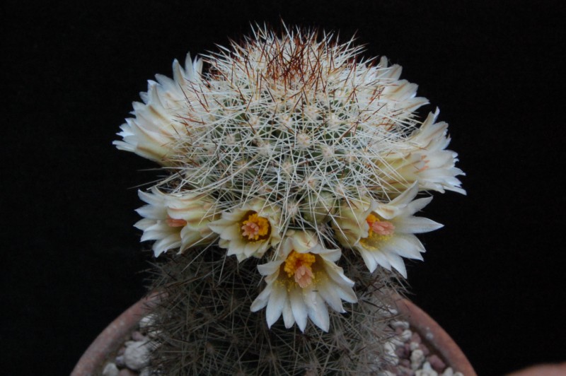 Mammillaria phitauiana SB 1259