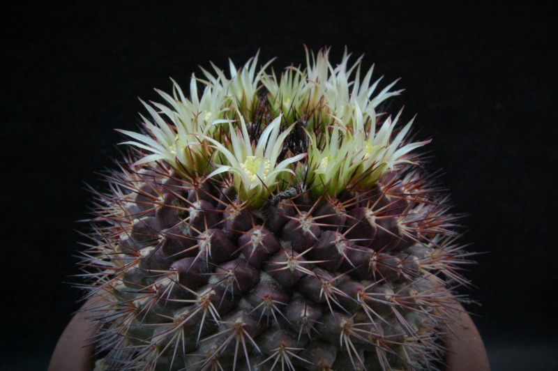 Mammillaria bocensis v. rubida REP 744