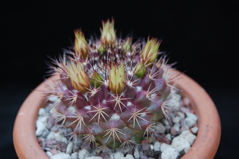 Mammillaria rubida 