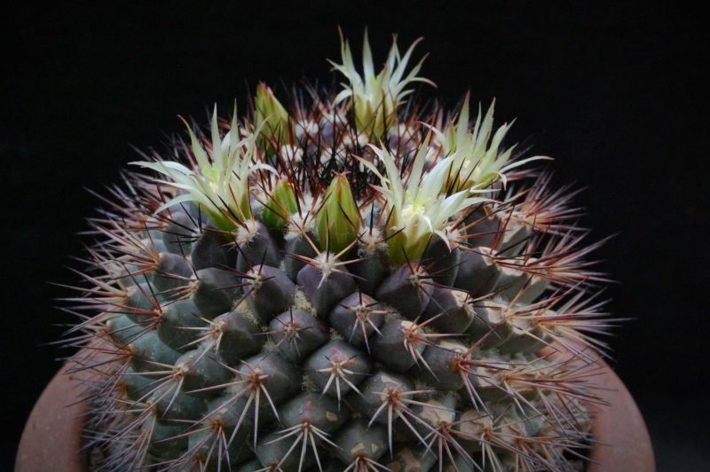 Mammillaria bocensis v. rubida REP 744