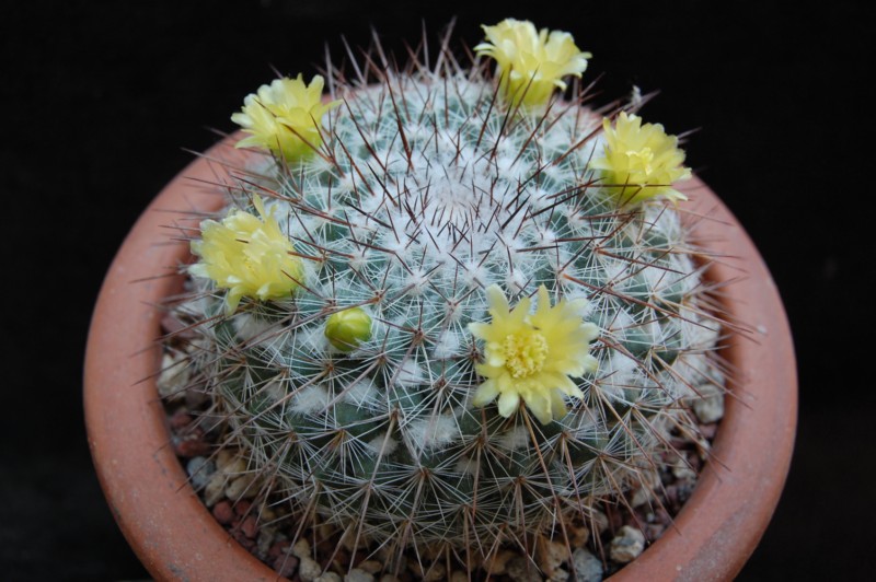 Mammillaria cobrensis ROG 642