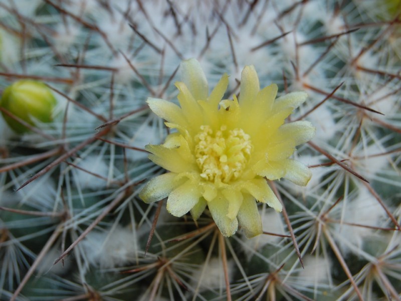 Mammillaria cobrensis ROG 642